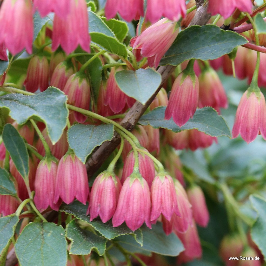 Prachtglocke 'Red Bells'