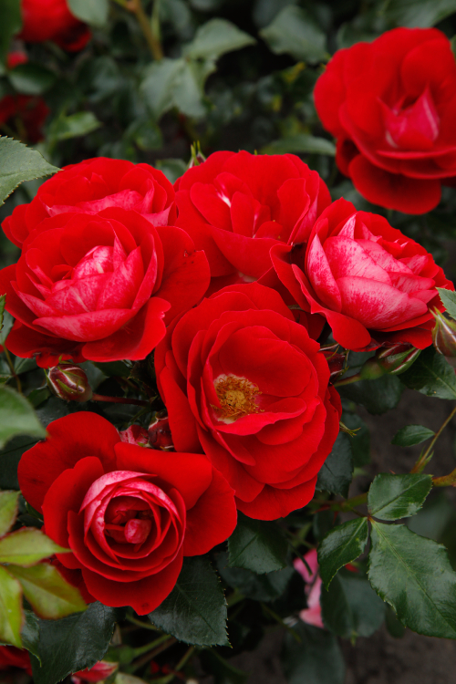 Caracho® aus der Kollektion Kordes Klima-Rosen®