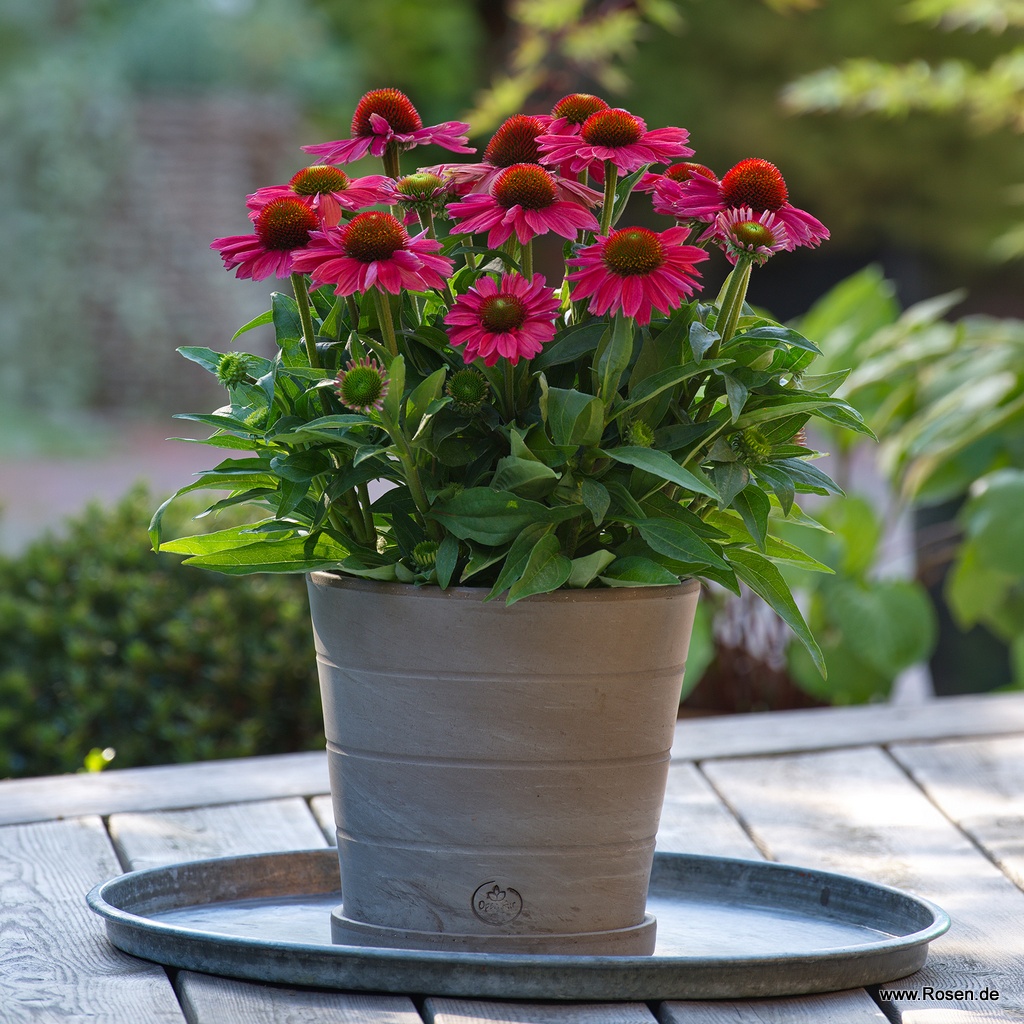 Scheinsonnenhut 'SunMagic Vintage Watermelon'®
