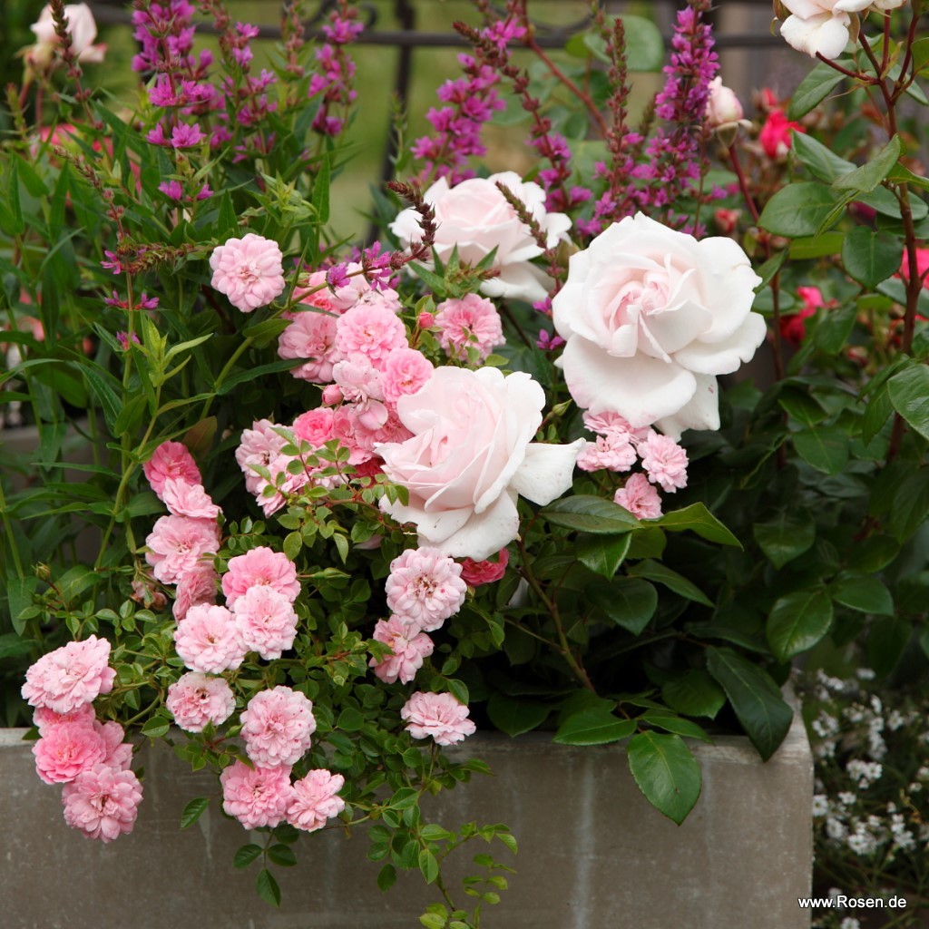 Artikelbild 5 des Artikels Constanze Mozart® Constanze Mozart®