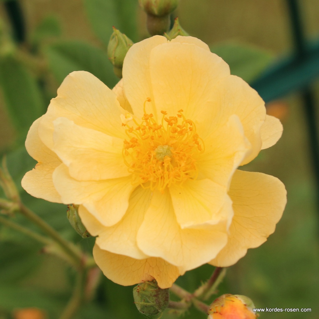 Artikelbild 1 des Artikels Sunny Siluetta® Sunny Siluetta®