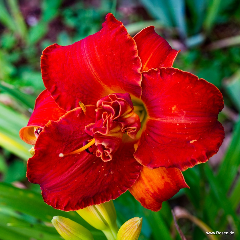 Taglilie 'Moses Fire'