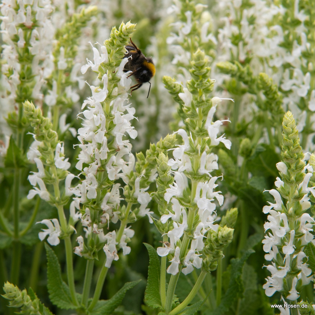Artikelbild 1 des Artikels Ziersalbei 'Schneehügel' 1,5-Liter Ziersalbei 'Schneehügel' 1,5-Liter