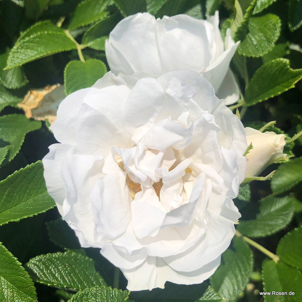 Artikelbild 3 des Artikels Frozen Roadrunner®