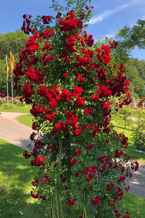 Kletterrose Crimson Siluetta®