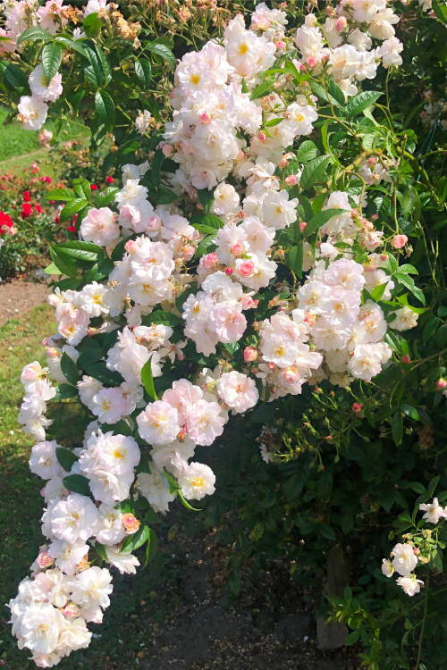 Sweet Siluetta® aus der Siluetta® Kollektion