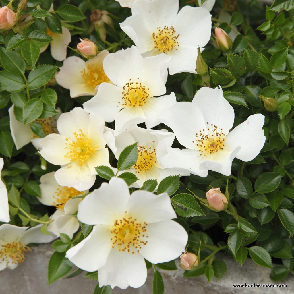 Artikelbild 1 des Artikels Sonnenröschen® Sonnenröschen®