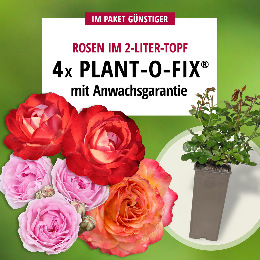 Artikelbild 1 des Artikels 4er Plant-o-fix® Paket 4er Plant-o-fix® Paket
