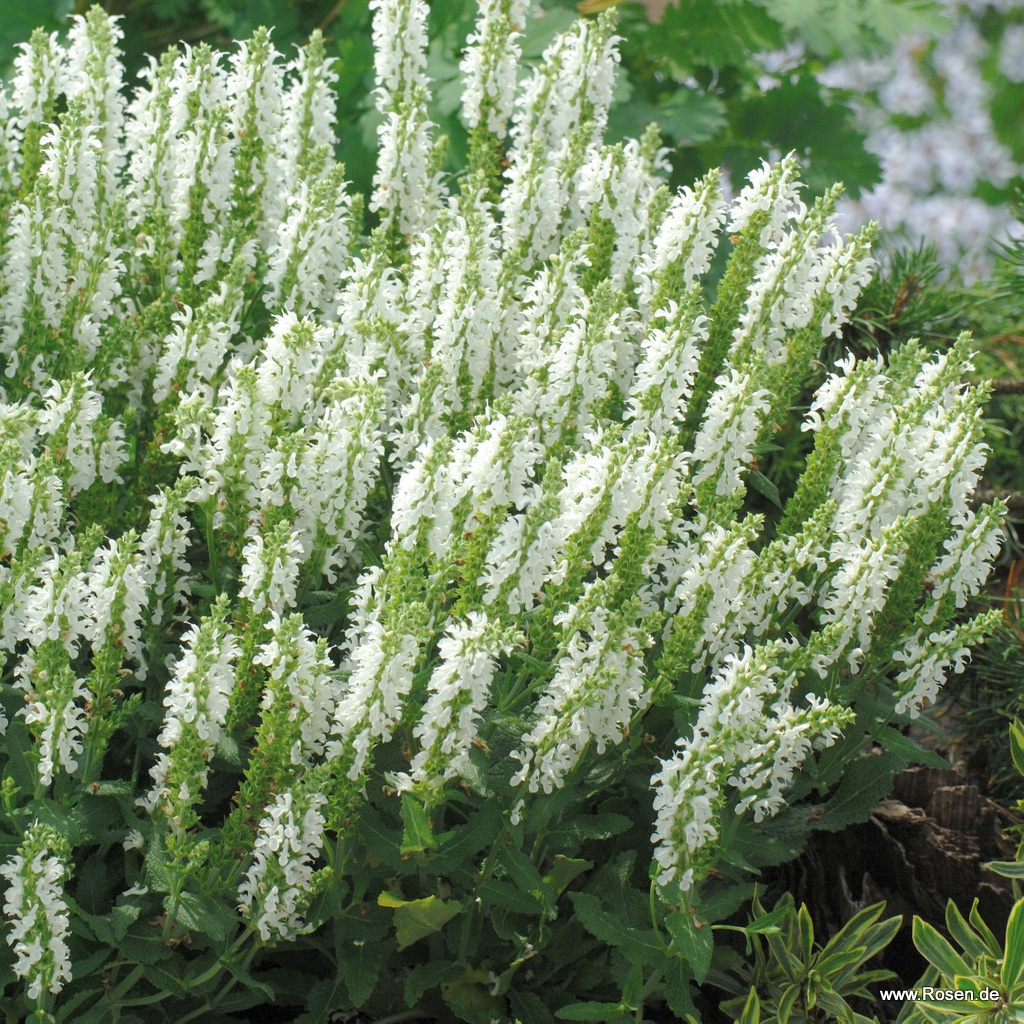 Artikelbild 1 des Artikels Ziersalbei 'Sensation® Compact White' Ziersalbei 'Sensation® Compact White'
