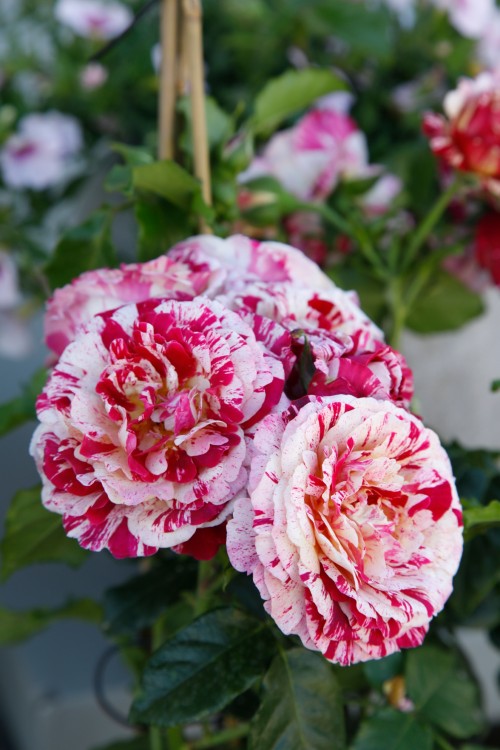 Abracadabra® aus der Fantasia® Kollektion