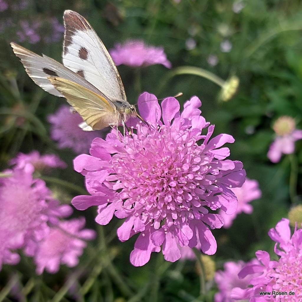 Tauben Skabiose 'Pink Mist'