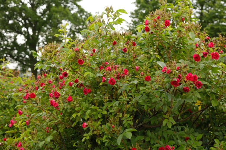 Historische Rose F. J. Grootendorst