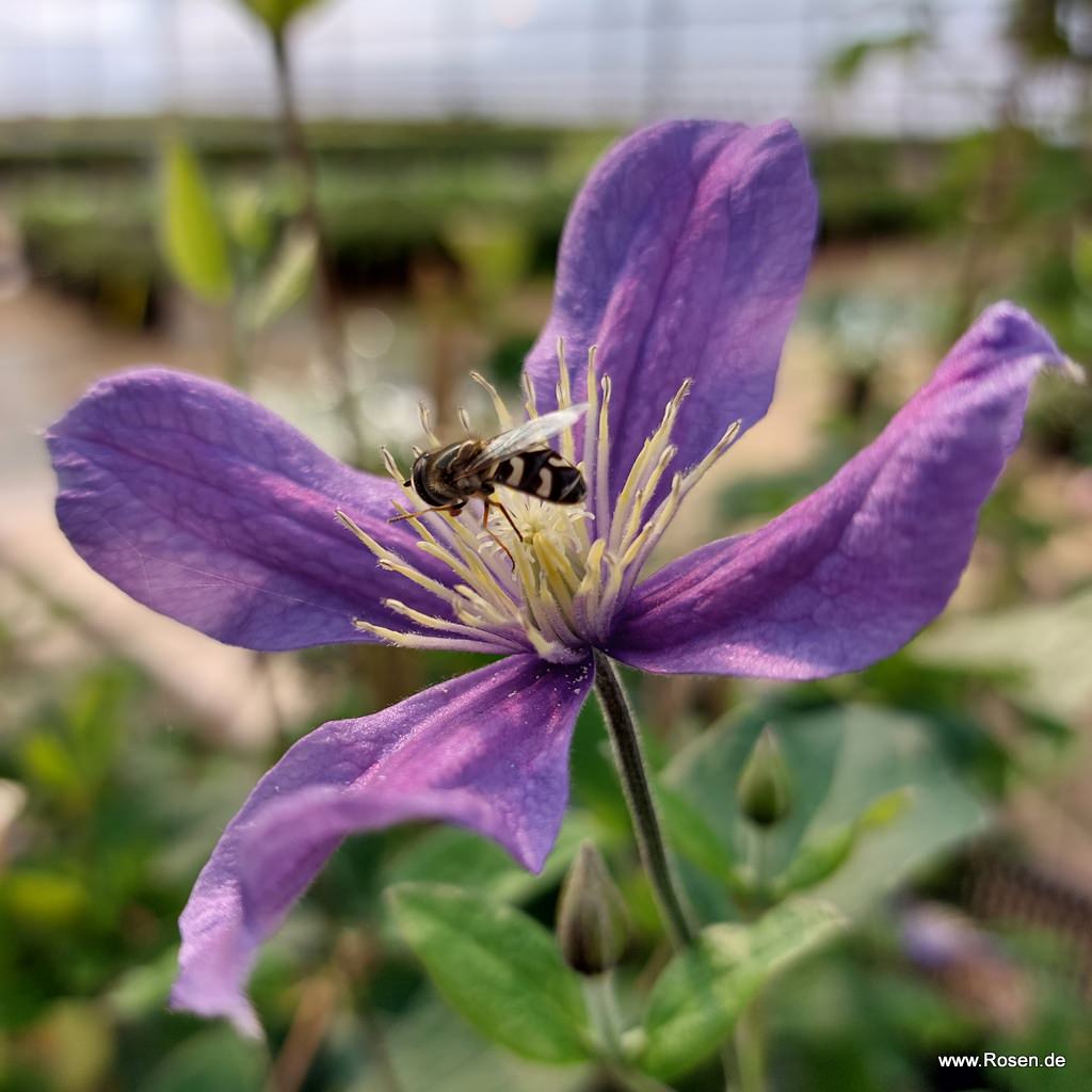 Artikelbild 2 des Artikels Clematis 'Arabella' Clematis 'Arabella'