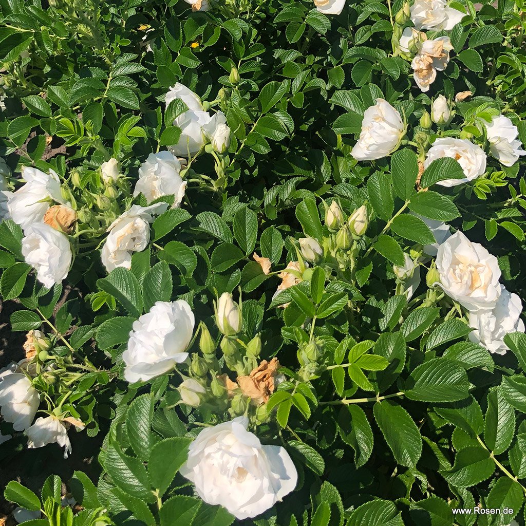 Artikelbild 4 des Artikels Frozen Roadrunner®