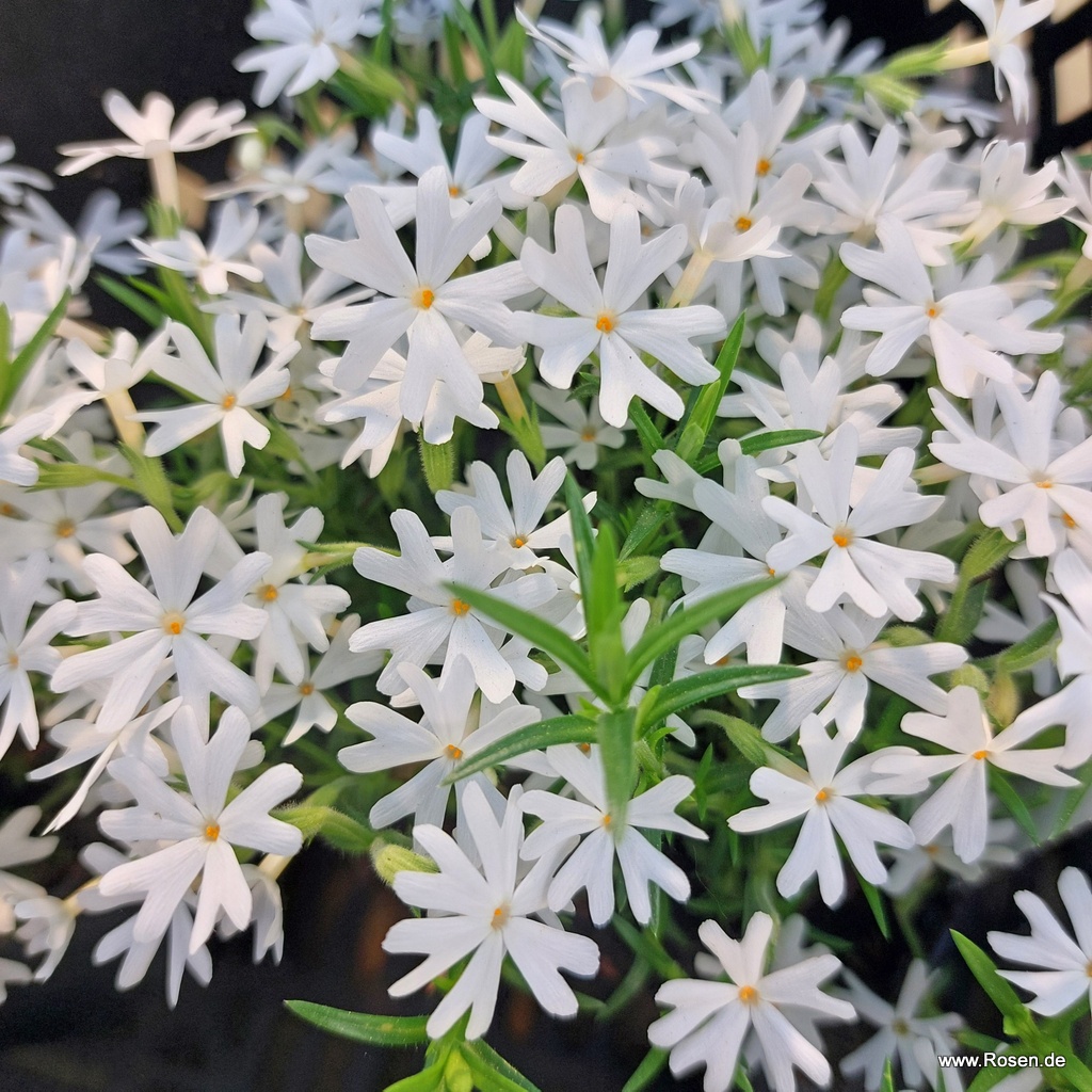 Polster-Phlox 'White Delight'