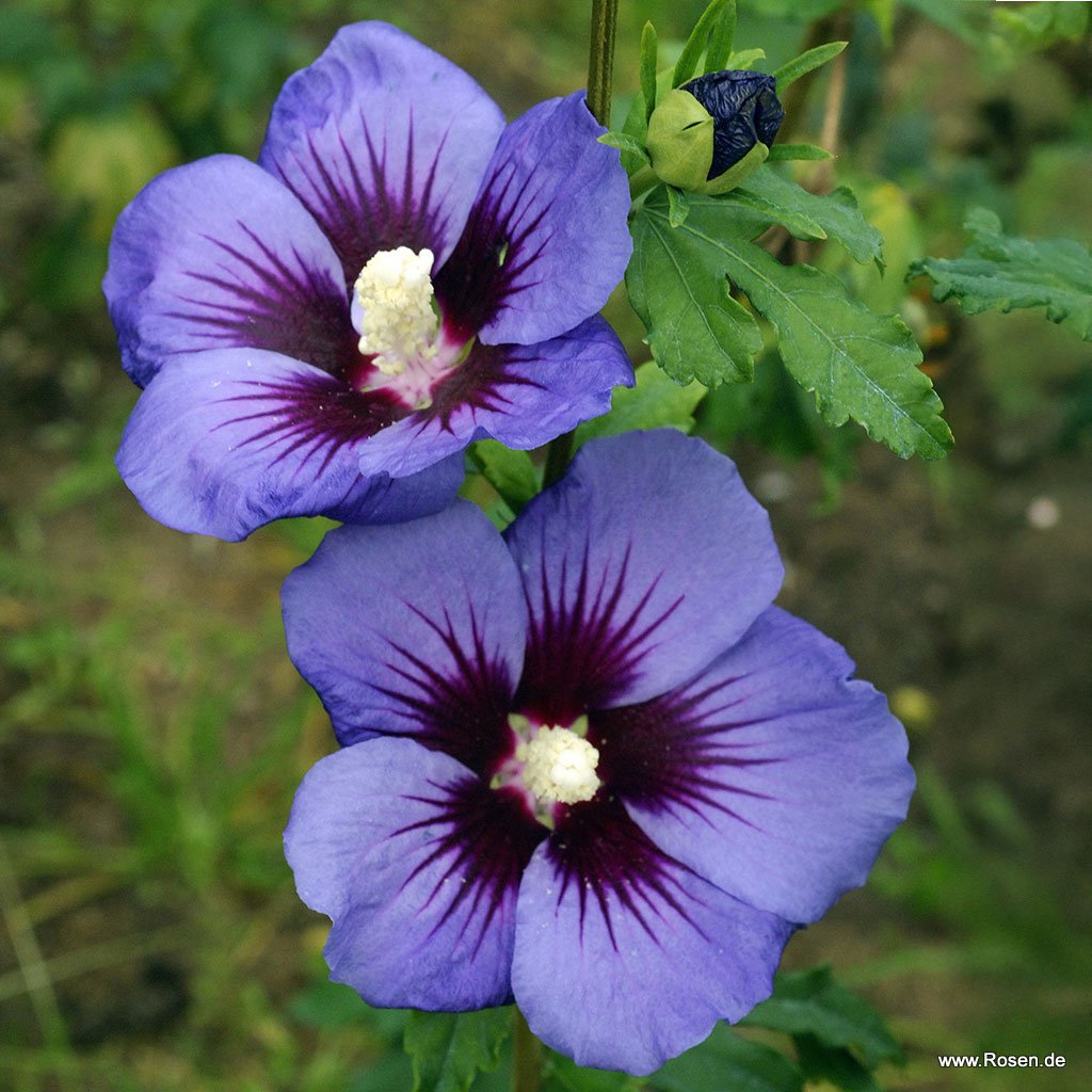 Hibiskus 'Hawaii' FE®