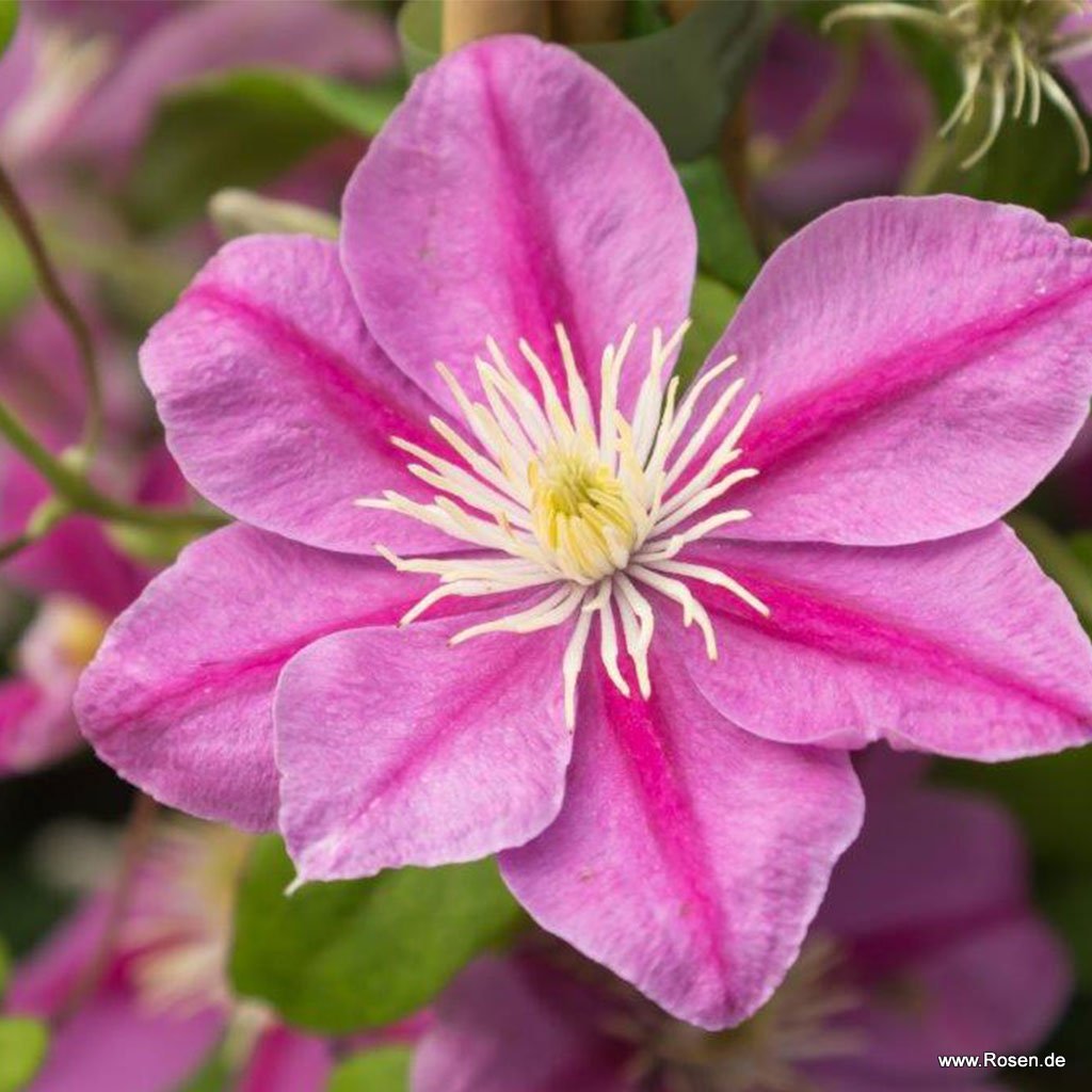 Artikelbild 1 des Artikels Clematis 'Alaina' Clematis 'Alaina'