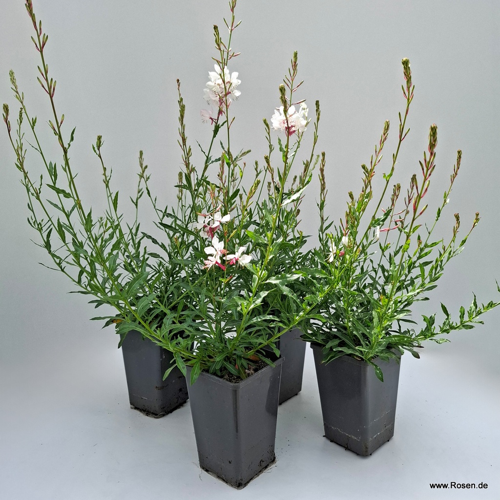 4er-Set Prachtkerze 'Gaudi White'