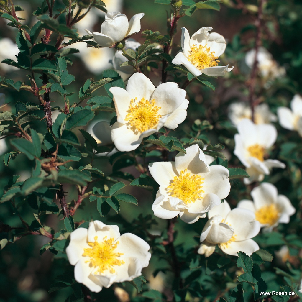 Rosa Pimpinellifolia, Bibernell-Rose, Dünen-Rose
