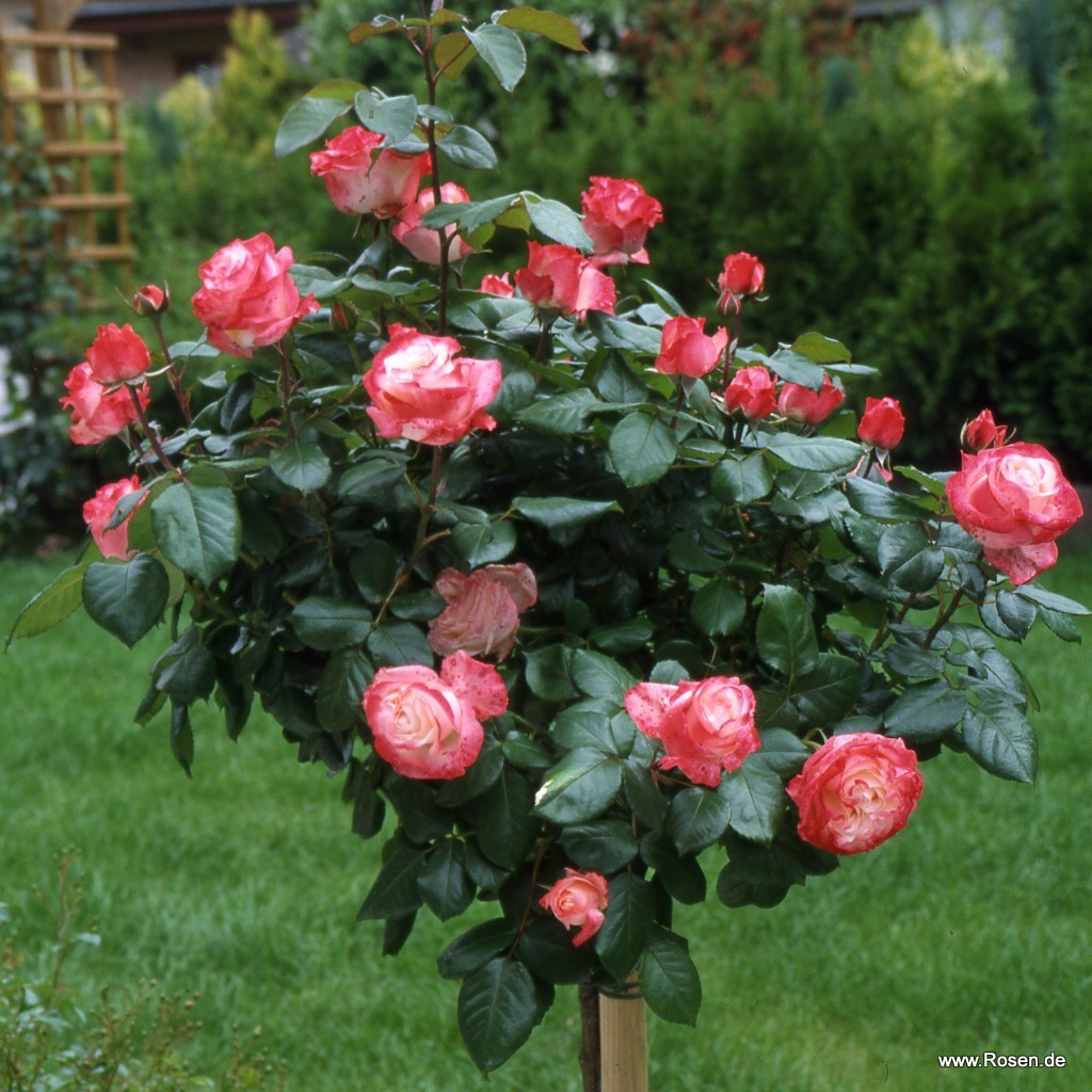 Artikelbild 5 des Artikels Nostalgie®