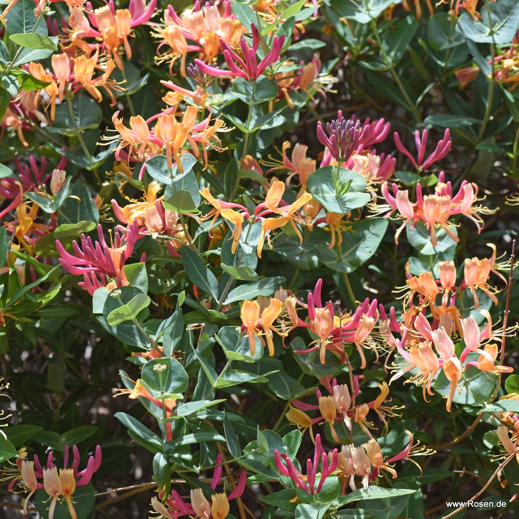 Geißblatt 'Goldflame'