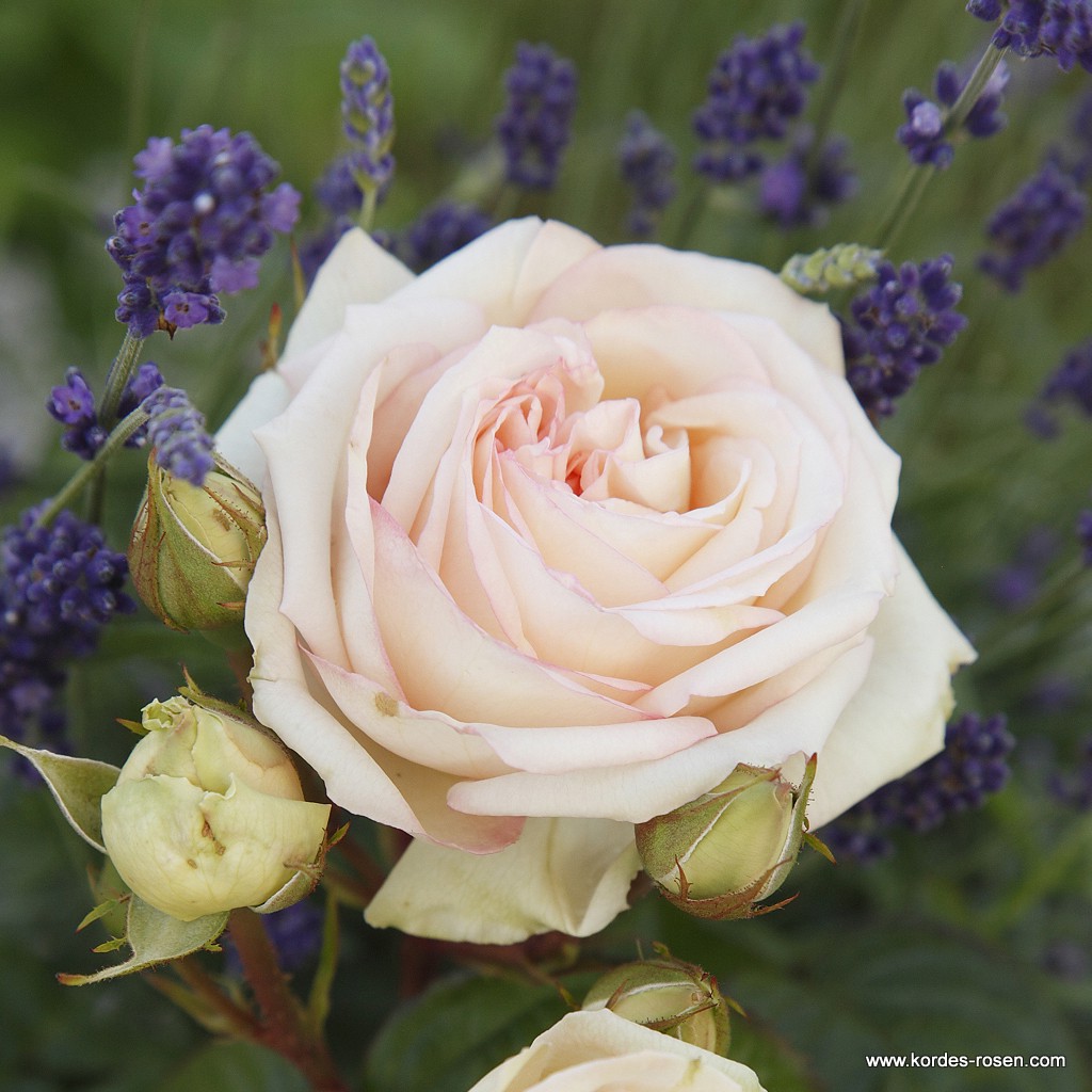 Artikelbild 5 des Artikels Madame Anisette® Madame Anisette®