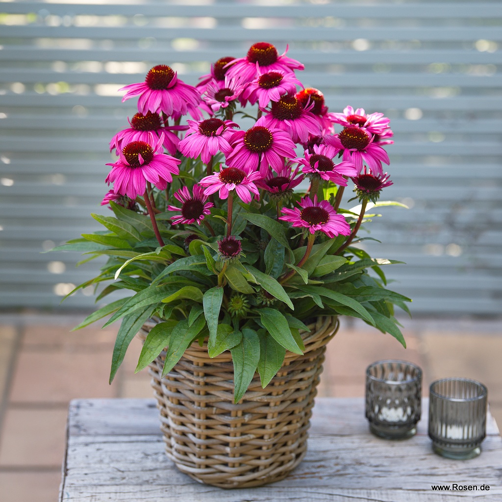 Scheinsonnenhut 'SunMagic Vintage Hot Pink'®