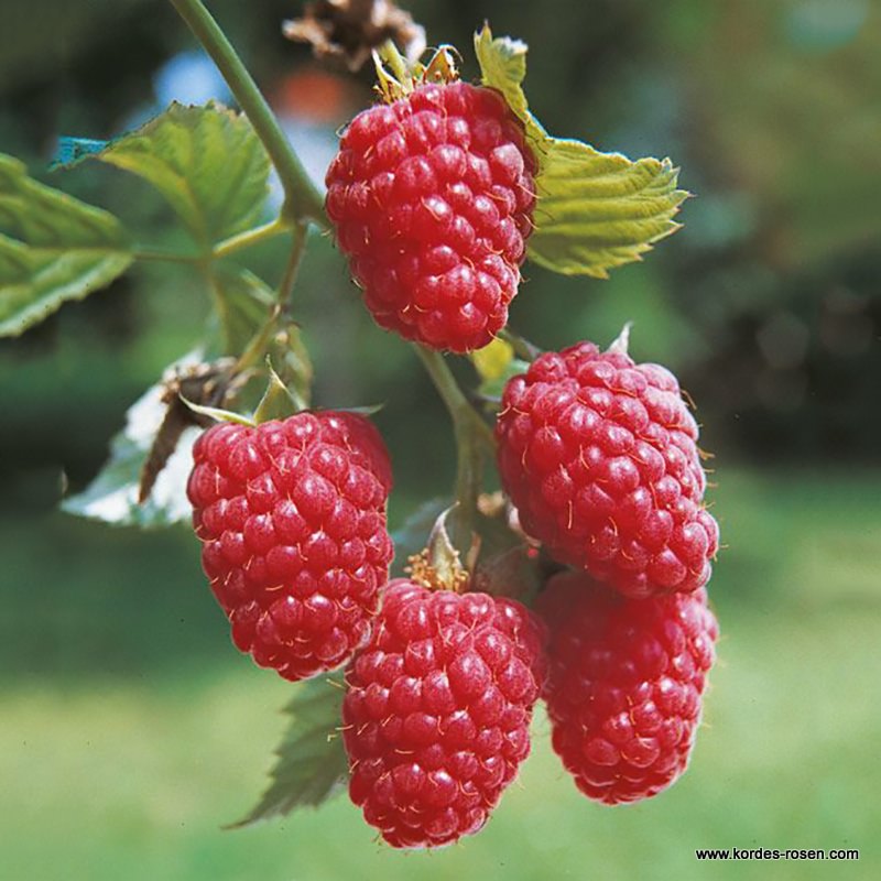 Himbeere 'Twotimer® Sugana®' rot