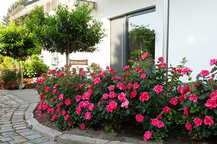 Beetrose Gartenfreund® Beetrose Gartenfreund®