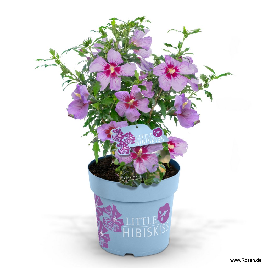 Hibiskus 'Little Hibiskiss Pink' (pbr)