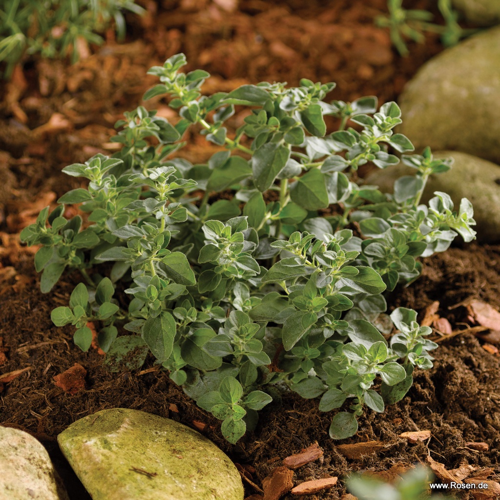 Scharfer Oregano 'Hot and Spicy'