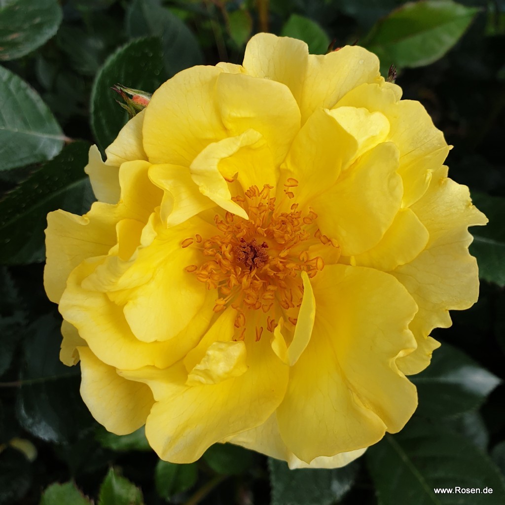 Artikelbild 2 des Artikels Goldspatz® Goldspatz®