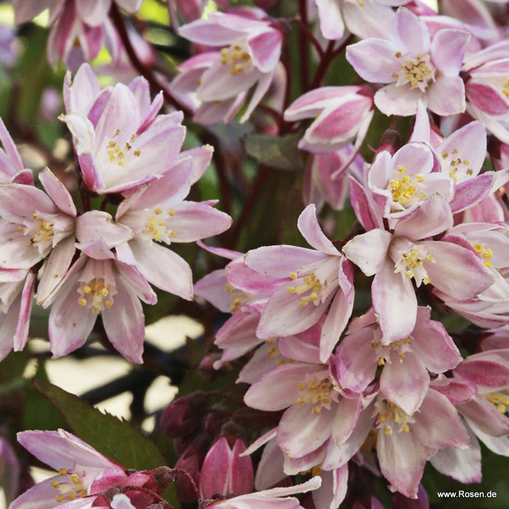 Artikelbild 1 des Artikels Maiblumenstrauch 'Yuki Cherry Blossom' ® Maiblumenstrauch 'Yuki Cherry Blossom' ®