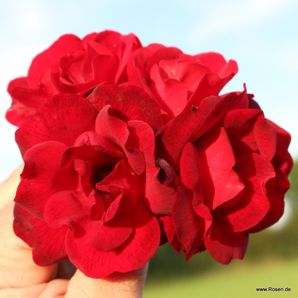 Artikelbild 3 des Artikels Cayenne®