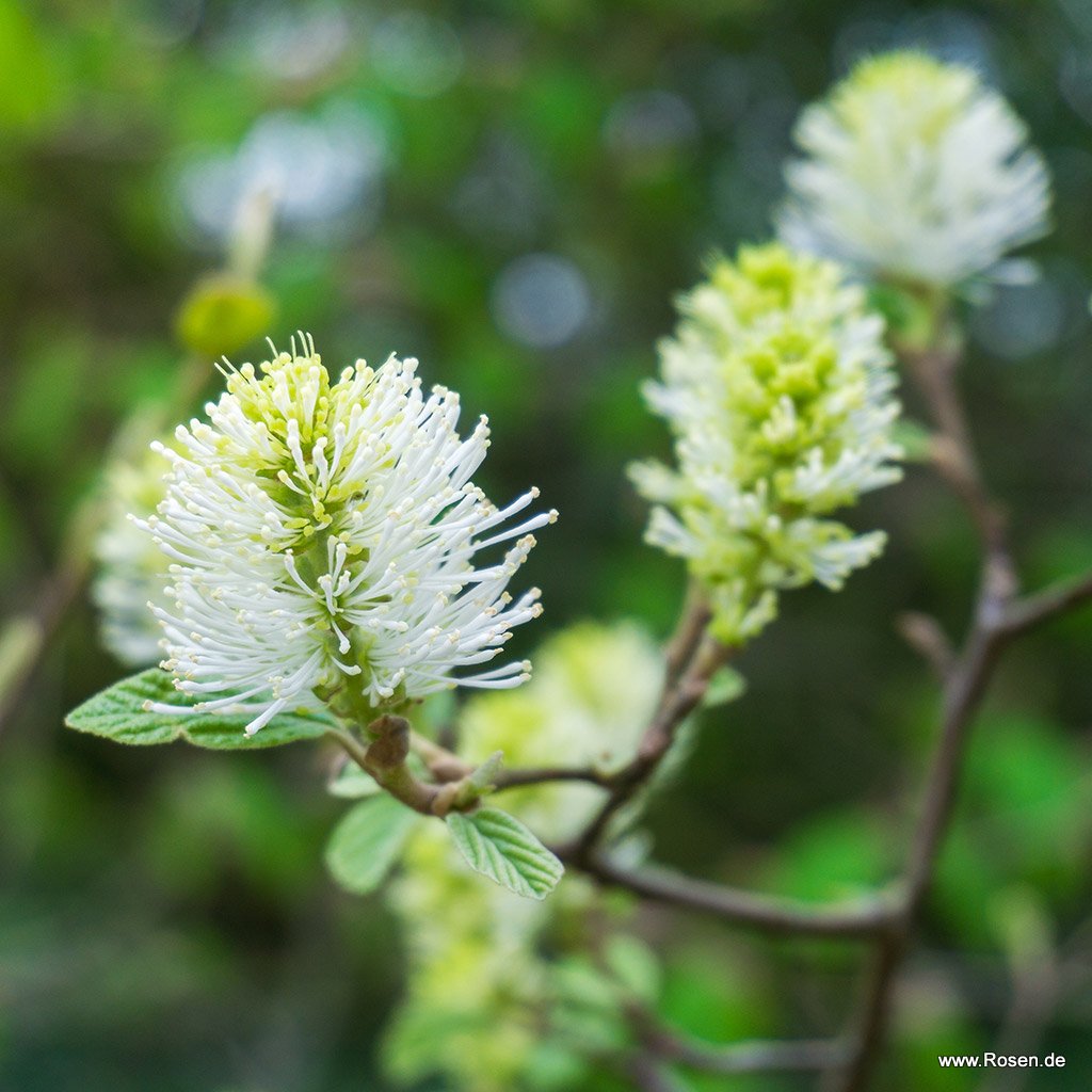 Zwerg-Federbuschstrauch