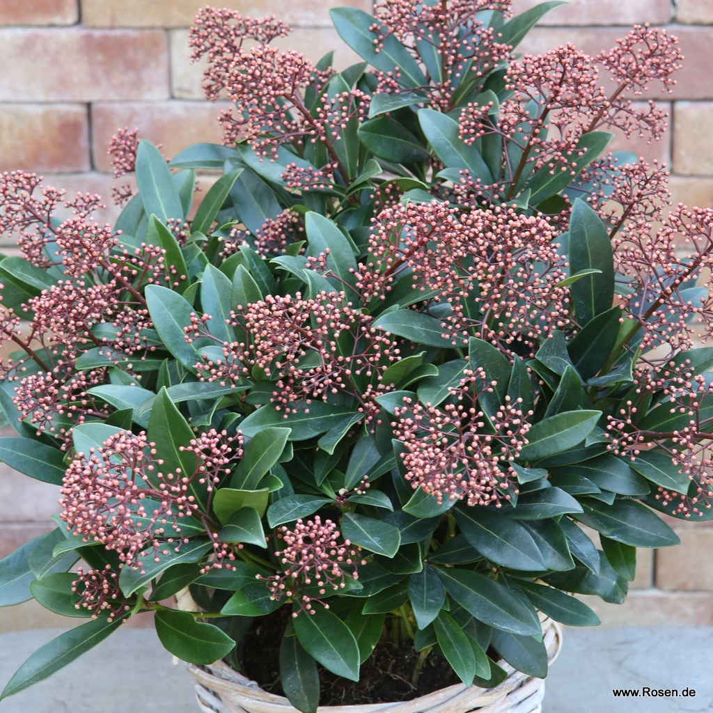 Skimmie 'Rubella'
