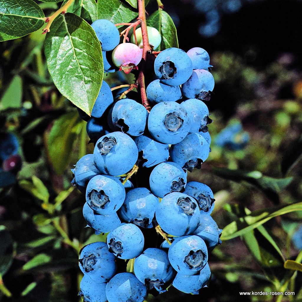 Artikelbild 1 des Artikels Heidelbeere 'Bluecrop' Heidelbeere 'Bluecrop'