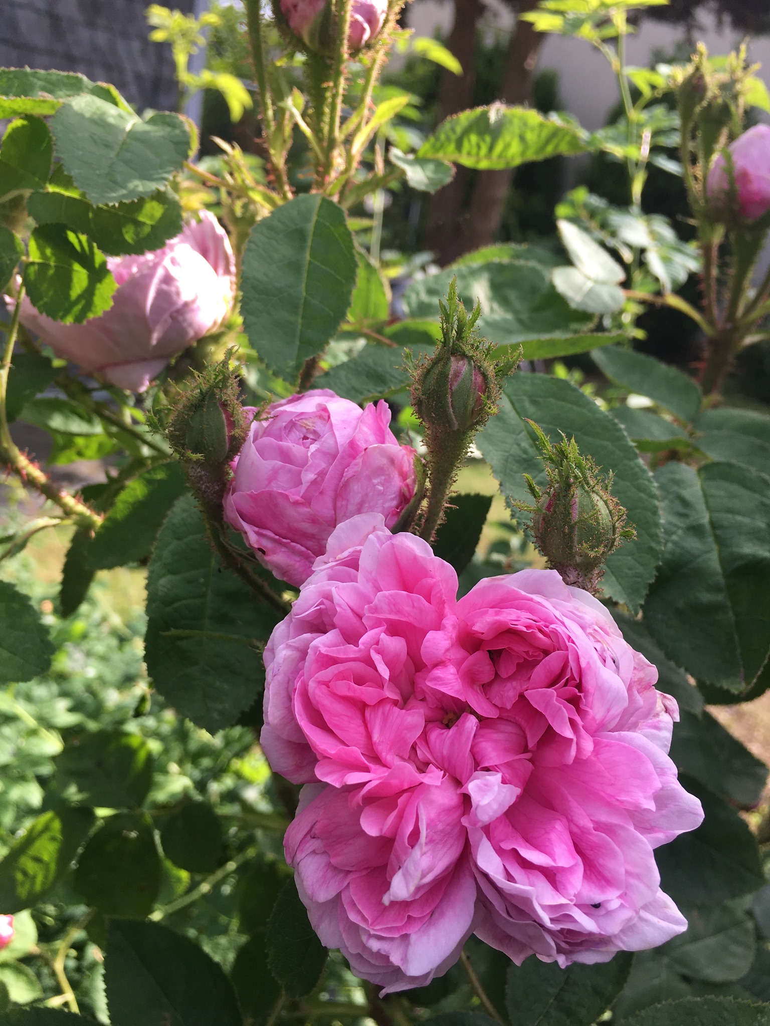 Cartier rose parfum outlet