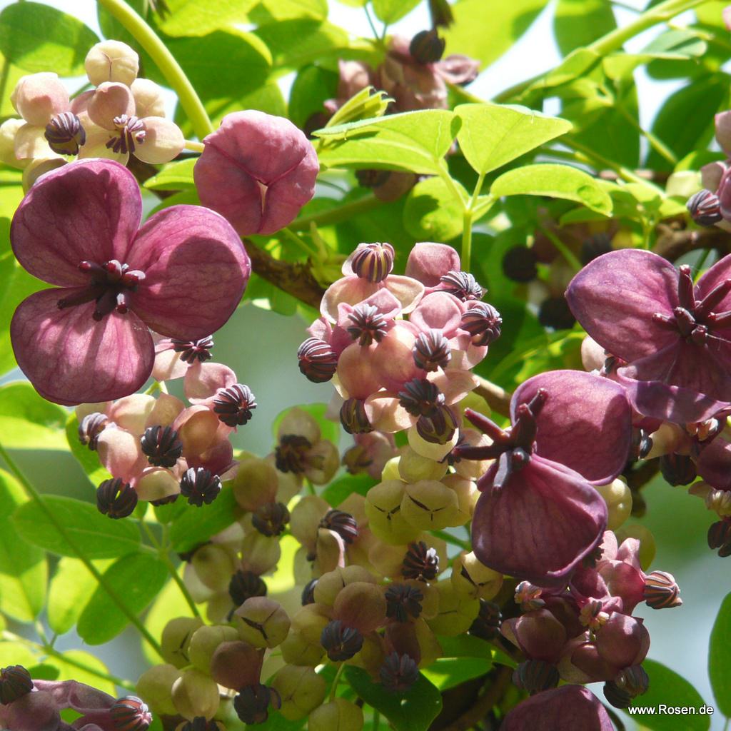 Klettergurke / Schokoladenwein