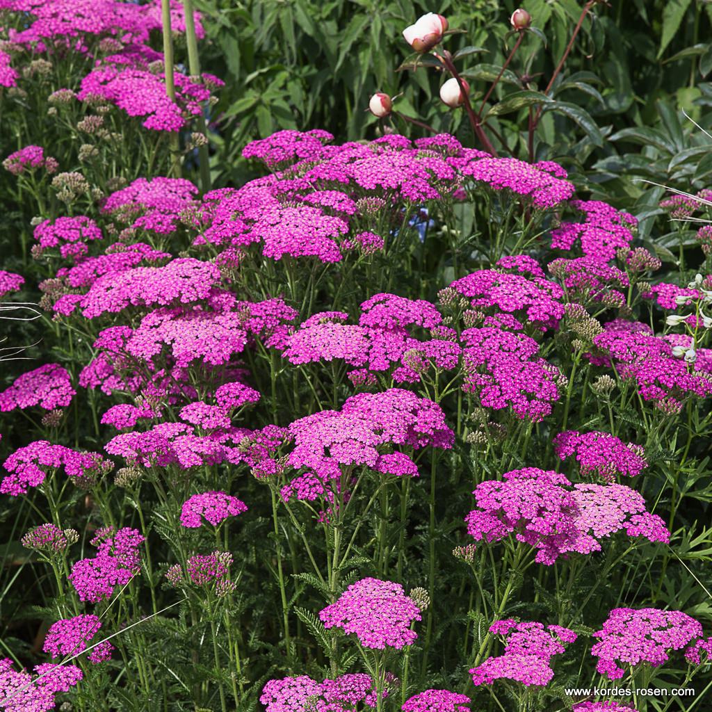 Schafgarbe 'Lilac Beauty'