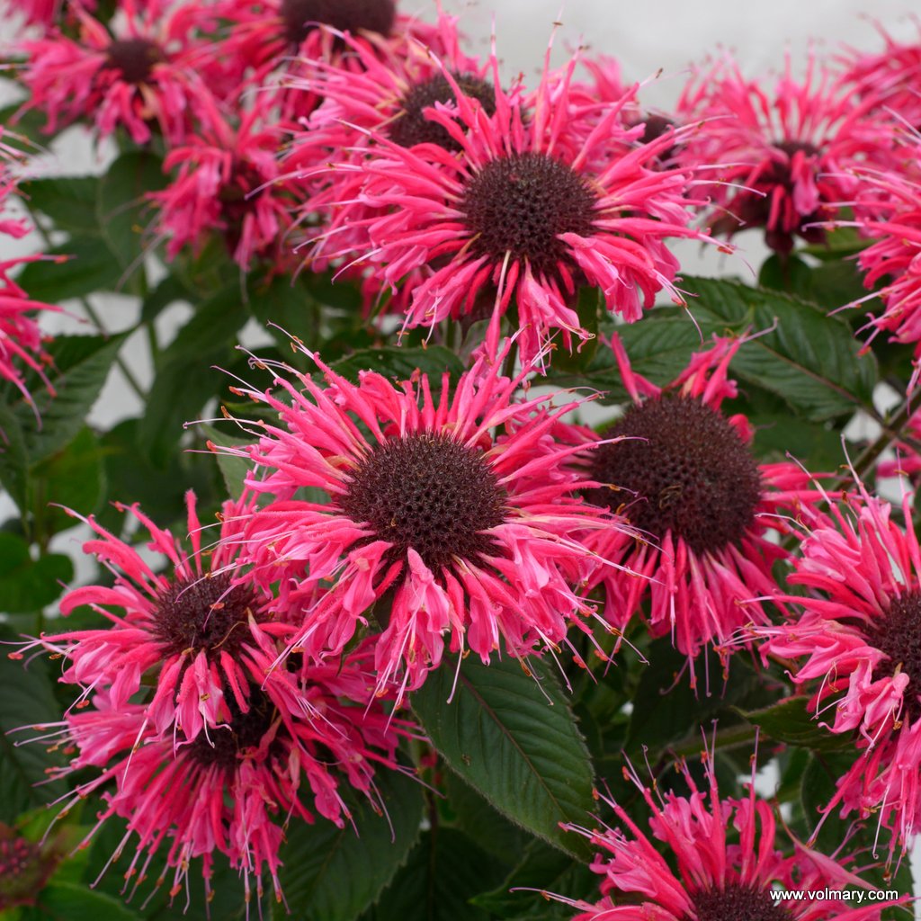 Indianernessel 'Melua Rose'