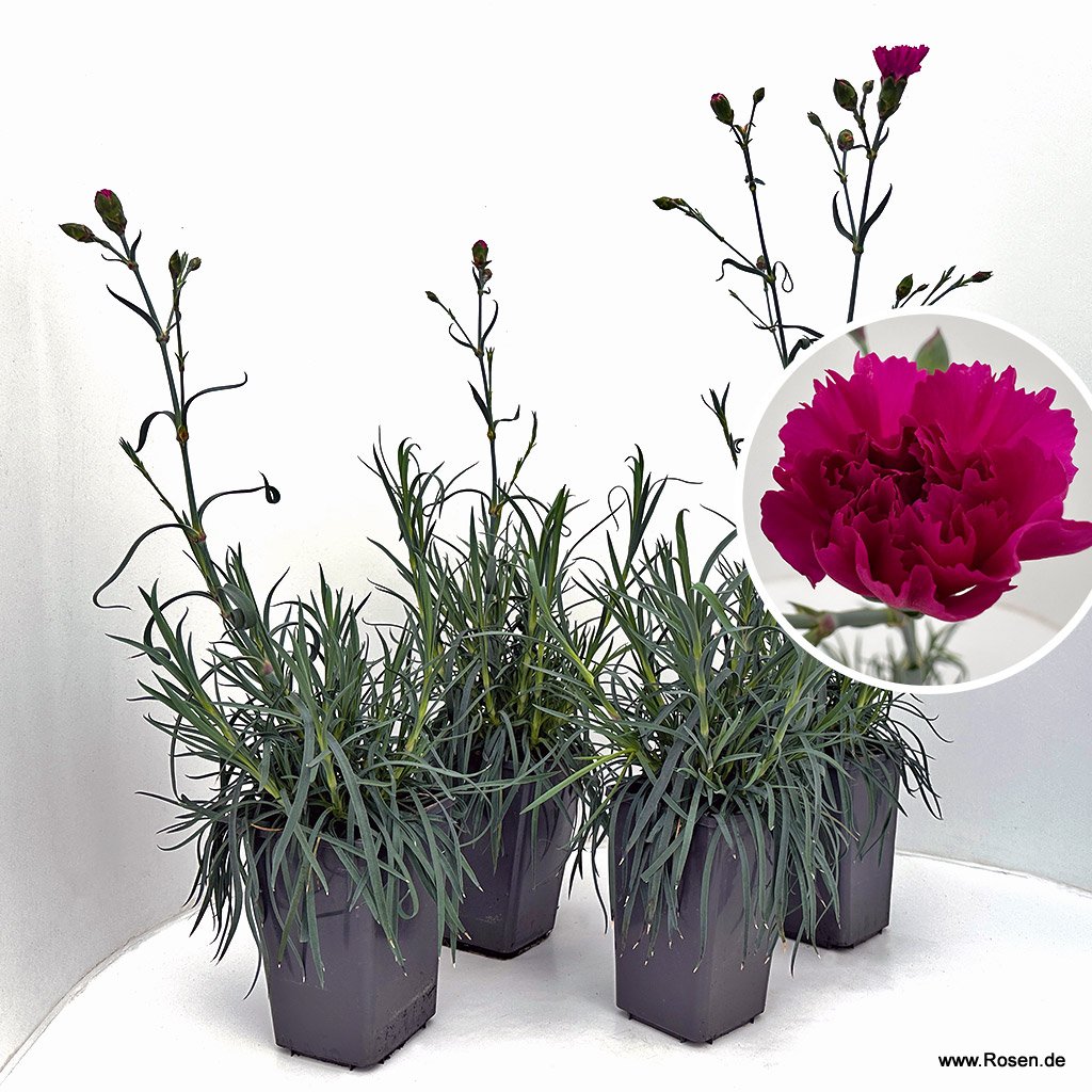 4er-Set Gartennelke 'Devon Cottage Wizard'