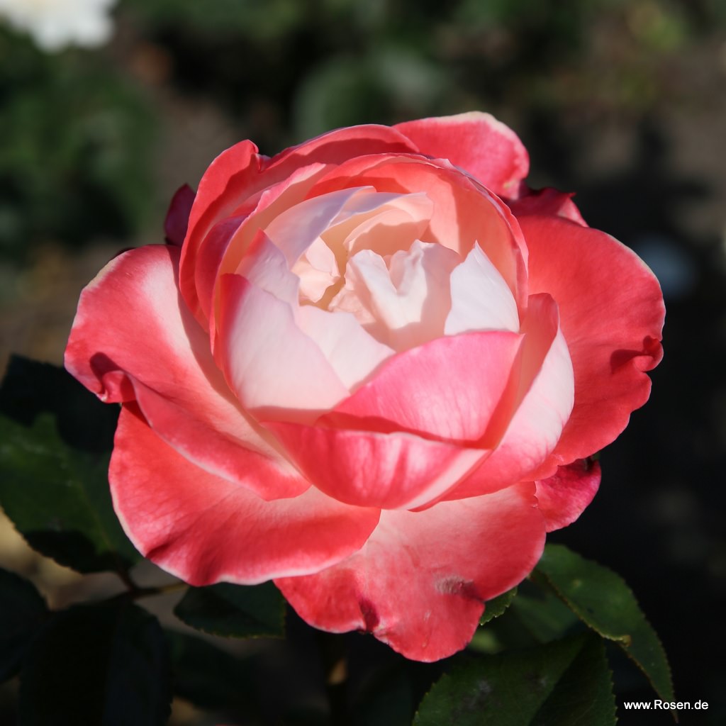 Artikelbild 4 des Artikels Nostalgie®