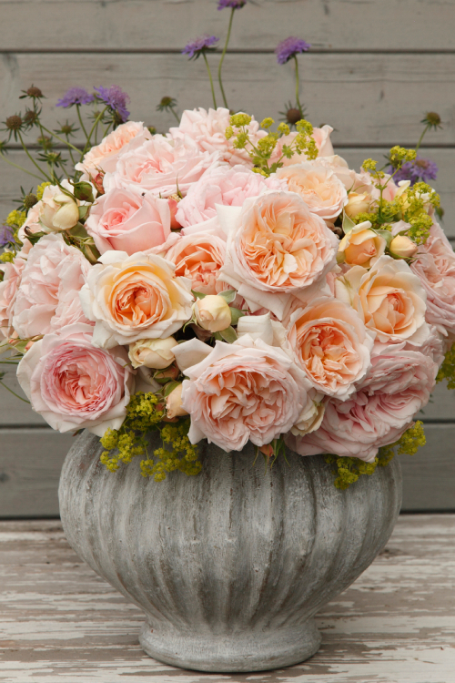 Märchenzauber® aus der Kollektion Märchenrosen®