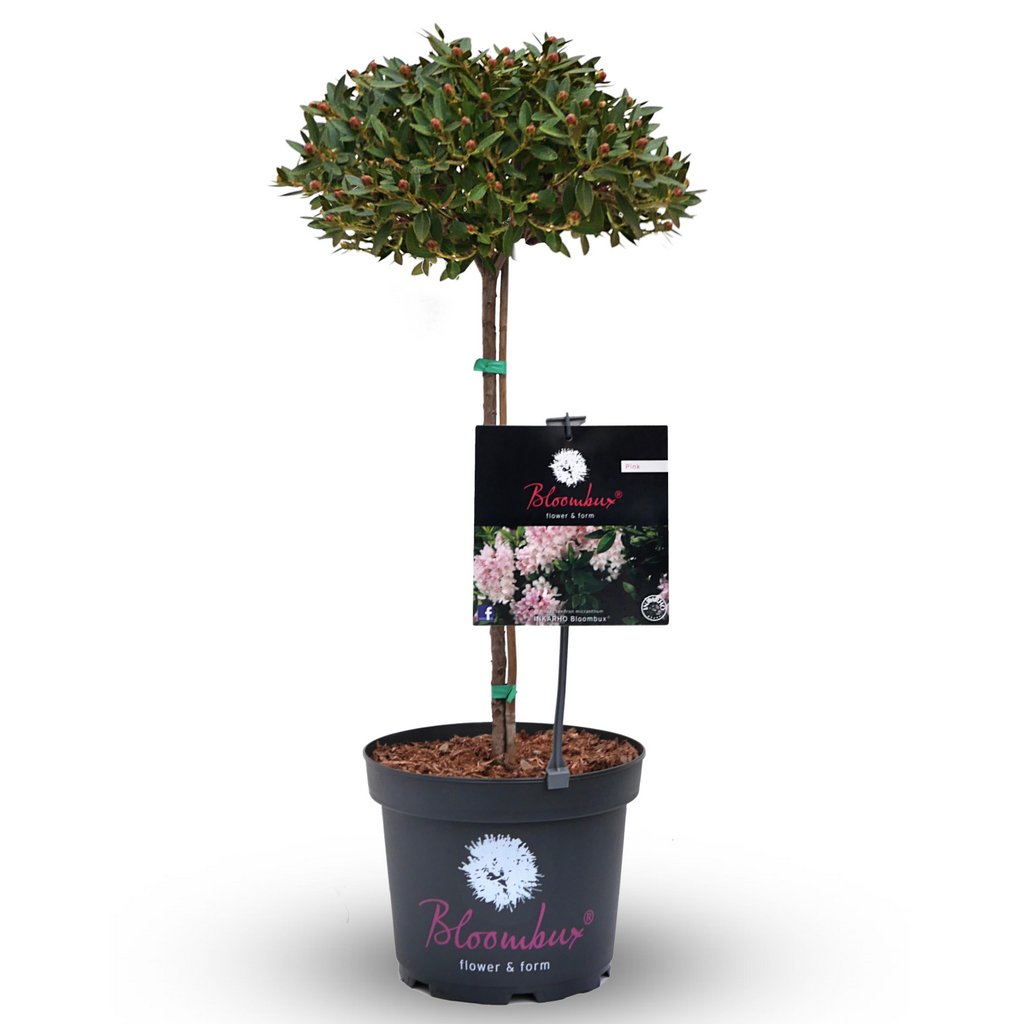 Bloombux® pink, 40cm Stamm