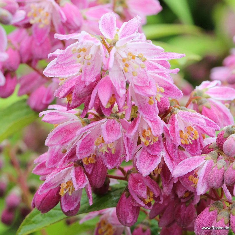 Sternchenstrauch 'Strawberry Fields'