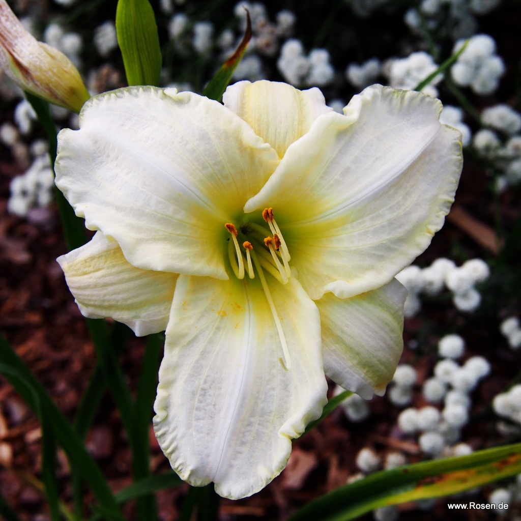 Taglilie 'White Temptation'