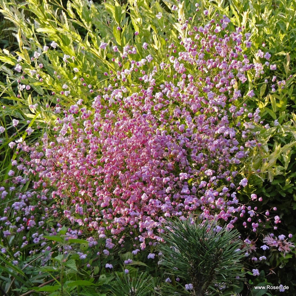 Wiesenraute 'Splendide®'