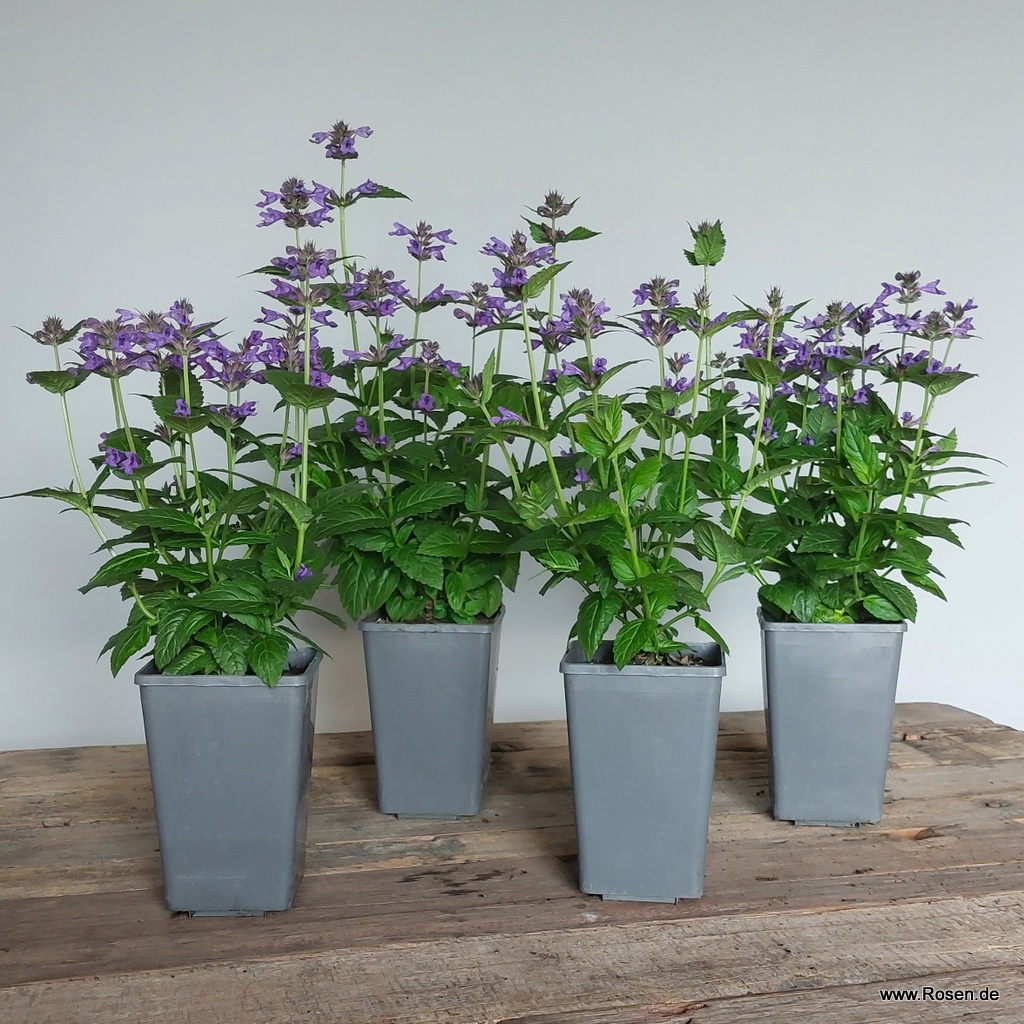 Artikelbild 1 des Artikels 4er-Set Katzenminze 'Neptune' 1,5L-Topf 4er-Set Katzenminze 'Neptune' 1,5L-Topf