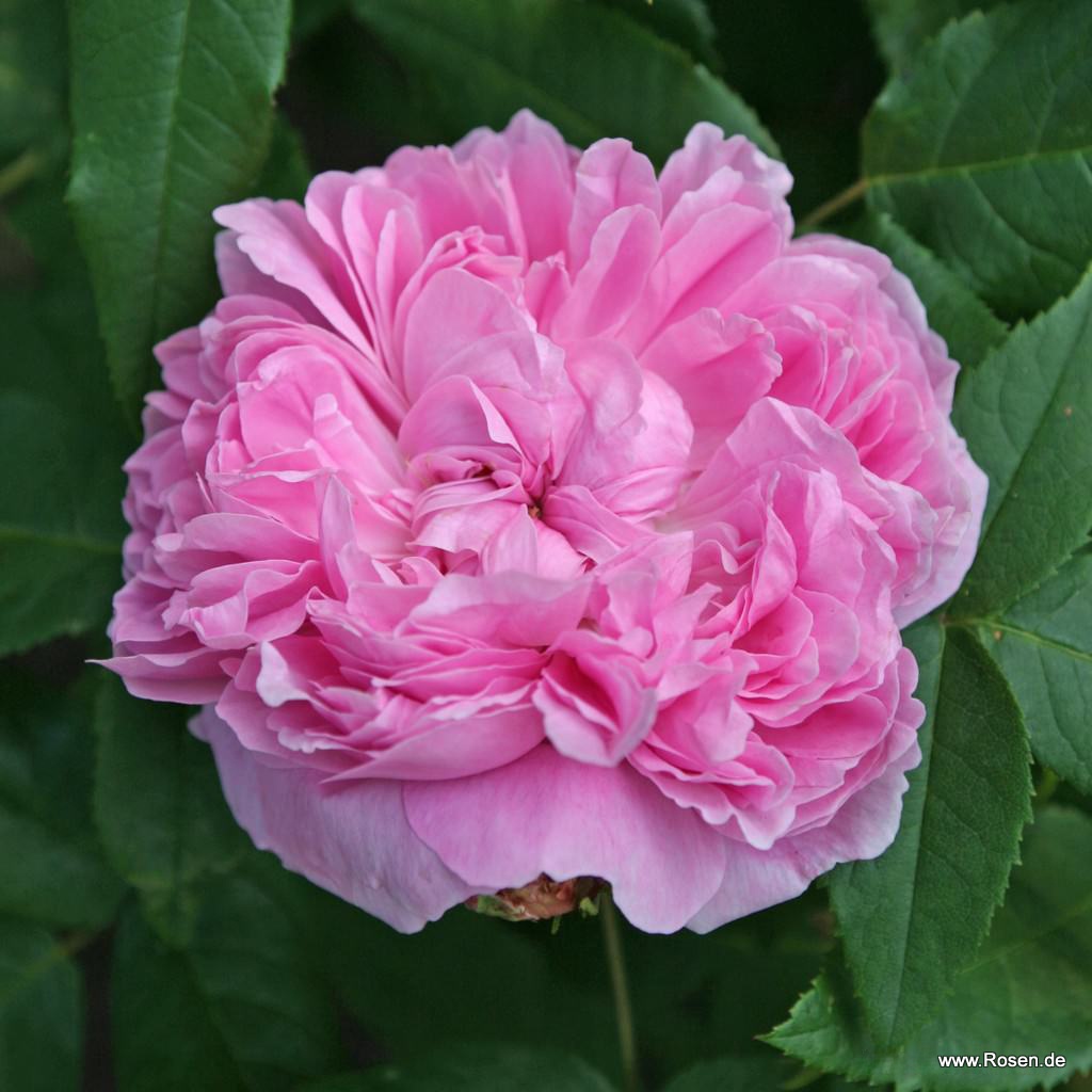 Cartier rose parfum outlet